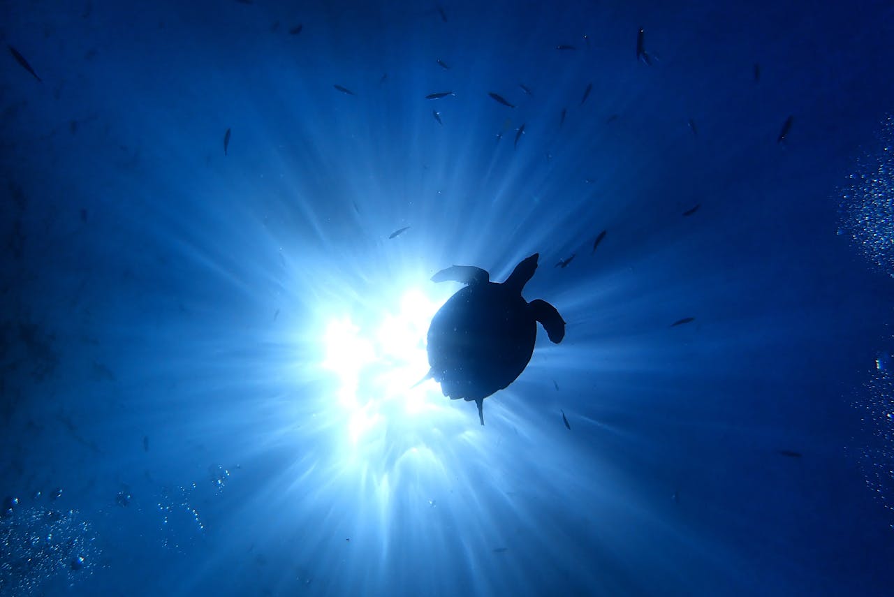 A mesmerizing view of a turtle silhouette swimming through sunlit ocean waters, surrounded by fish.